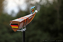 %_tempFileName2015-09-05-FFA-aviron-championnat-du-monde-aiguebelette-(c)avironfrance-lionel-piquard-4082%